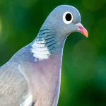 thewildwoodpigeon
