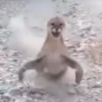 paolumu