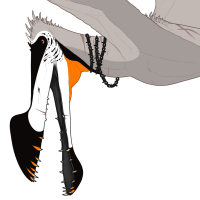 Thumbnail for 3707: Tropeognathus Geno