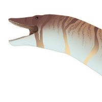 Thumbnail for 7044: Cs / Cv / Dk / Si / Br / BNBN