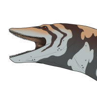 Thumbnail for 5207: Shinkai