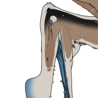 Thumbnail for 7232: Abalone