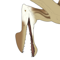 Thumbnail for 7597: Coconut Water