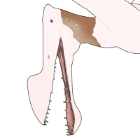 Thumbnail for 7694: Creamy Pie