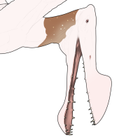 Thumbnail for 7694: Creamy Pie