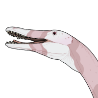 Thumbnail for 7784: Softnose