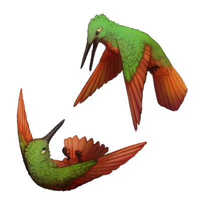 Dueling Hummingbirds