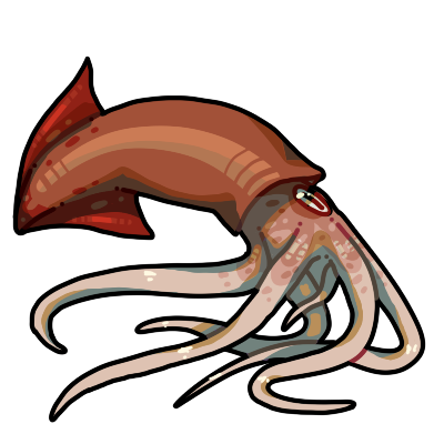 Squid