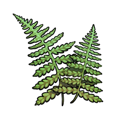 Ferns