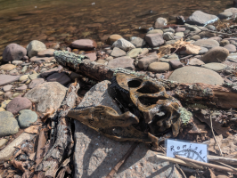 Submission thumbnail